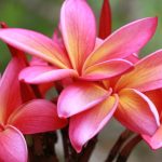 iconichawaiiflowersgetty